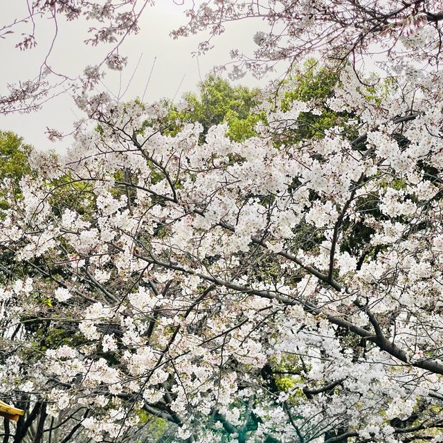 🌸ชมซากุระเดินเล่นยามเย็นที่สวนโอโฮริ