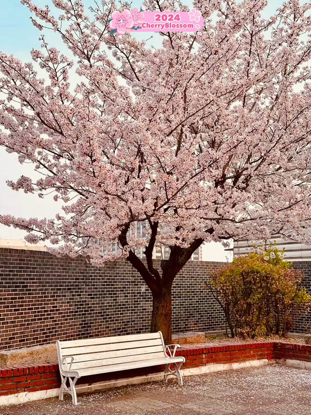 🌸 Cherry Blossom Trip, Korea 🇰🇷