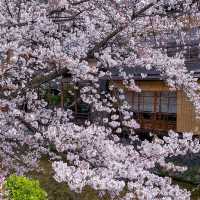 京都　祇園白川