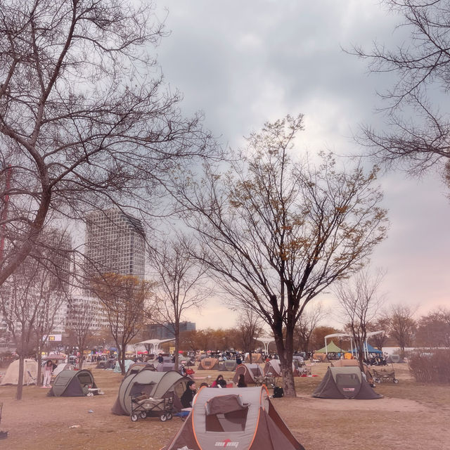 Seoul Cherry Blossoms: Yeouido Hangang River