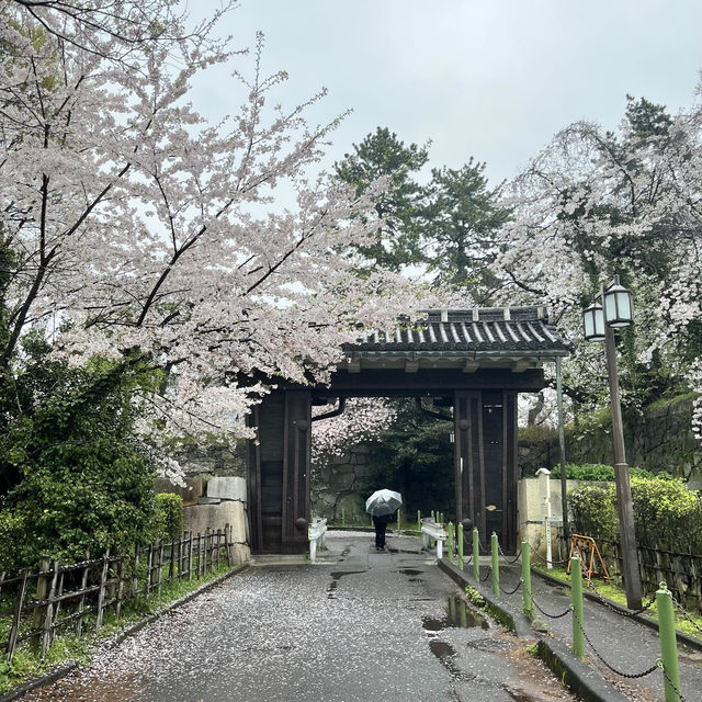 【名古屋城】雨模様の名古屋城と桜🌸