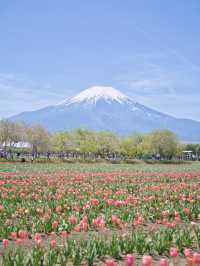 【山梨】青色の絨毯に映える富士山🗻富士山が絵になるなる花畑を紹介※周辺観光情報付き