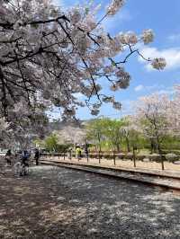 기찻길과 벚꽃풍경 조합은 최고🌸 진해 ’경화역‘