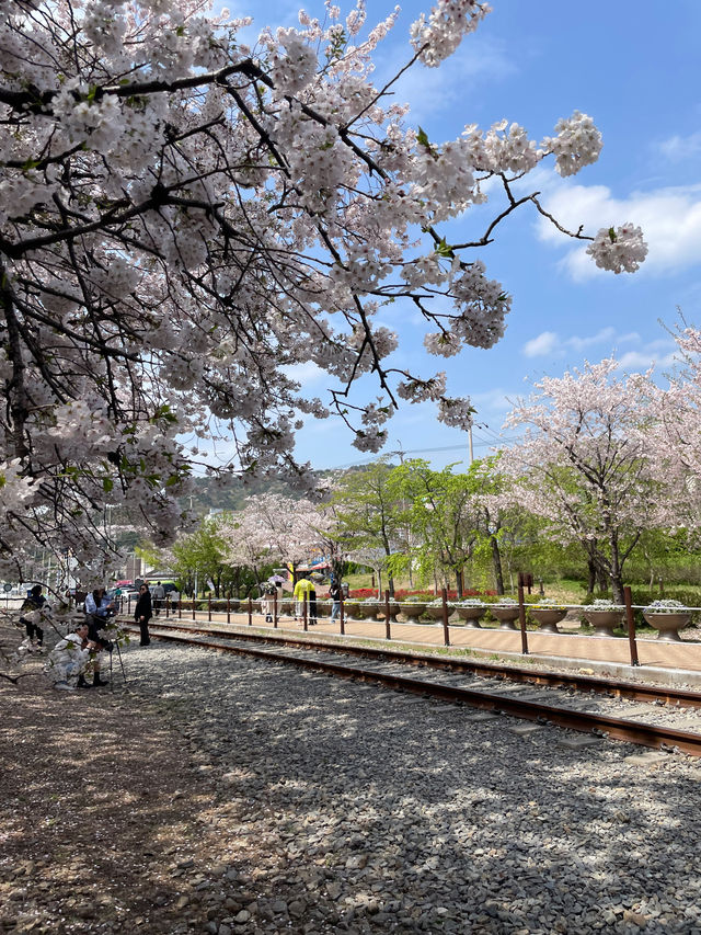 기찻길과 벚꽃풍경 조합은 최고🌸 진해 ’경화역‘