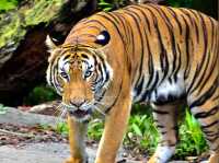 Singapore Zoo
