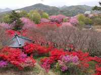 Cherry Blossom in Wansan Park