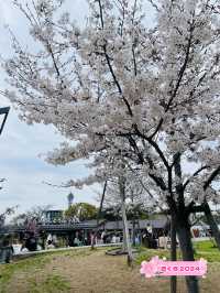 【大阪府】春のてんしばでお花見！