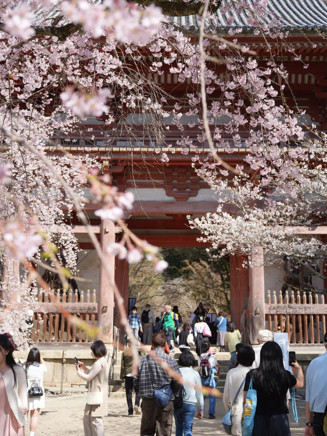 【絶対に見ておきたい桜】京都でいち早く見頃を迎えるスポット