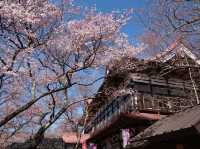 【長野】🌸高遠城址公園：春季櫻花盛開，絕美景緻不可錯過