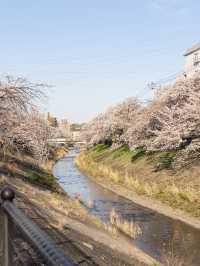 【東京都/多摩市】わざわざ行きたい東京都内の穴場お花見スポット