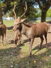 Nara Park