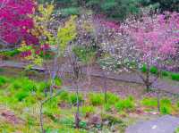 Cherry blossoms adorn the landscape🌸🌸🇹🇼