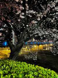 韓国🇰🇷地方への旅🚌全羅北道・南原市🌸見応えある🌸桜並木