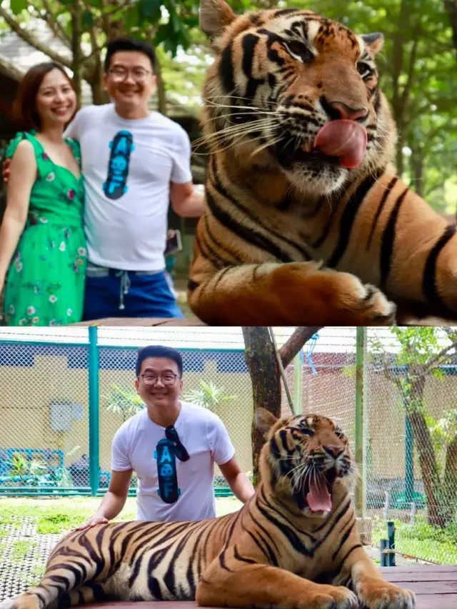 Phuket Tiger kingdom 