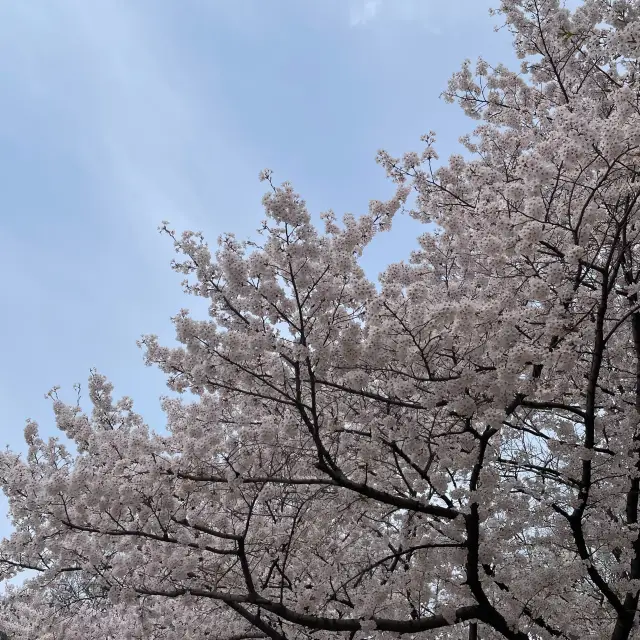벚꽃명소 추천- 북서울꿈의숲