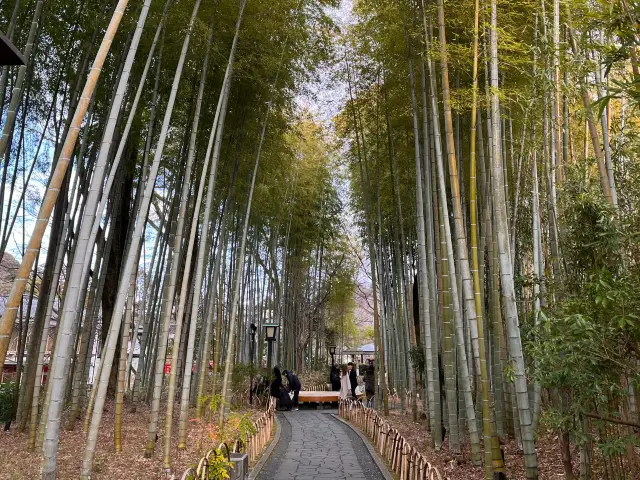 竹林の小径@伊豆🎋