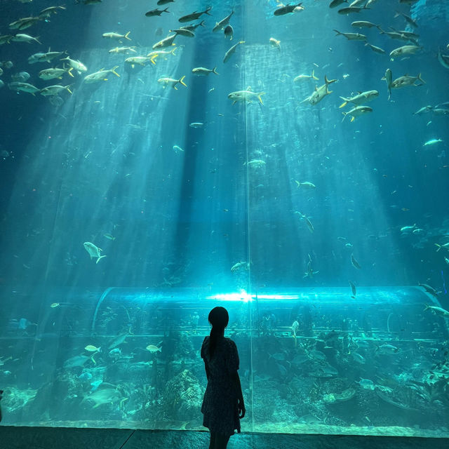 Vietnam LARGEST Aquarium looks like a Turtle!