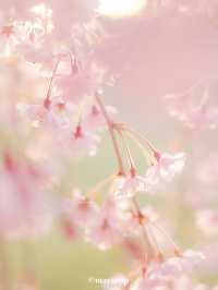 【福島】どこまで行ってもしだれ桜