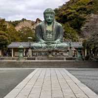 「鎌倉大佛」高德院，20日圓參觀佛像內部