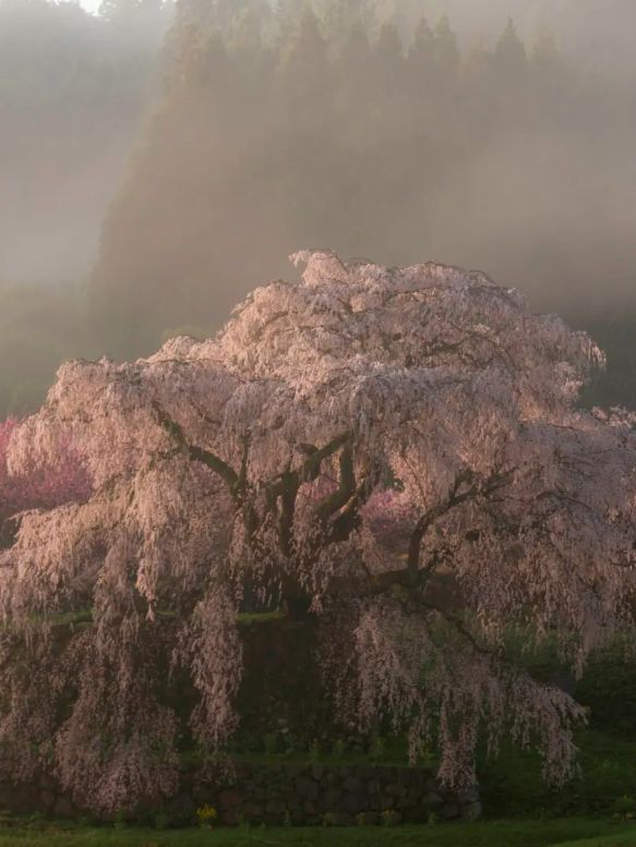 櫻花之約：當雪與花交織的詩意時刻