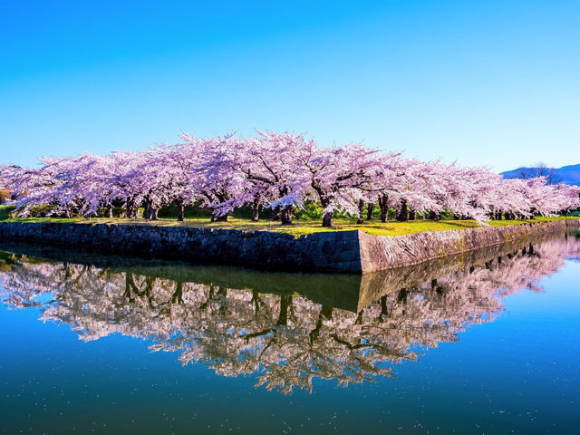 五棱郭公園櫻花