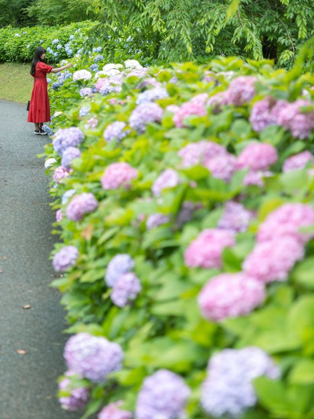 【熊本】梅雨の時期にキレイな花を見るならここ！