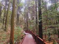 Calming at Seogwipo Forest of Healing