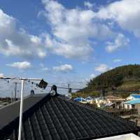 제주도 귤나무, 돌담 감성 숙소, 가성비 에어비앤비
