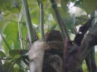 Tarsiers, the smallest primate.