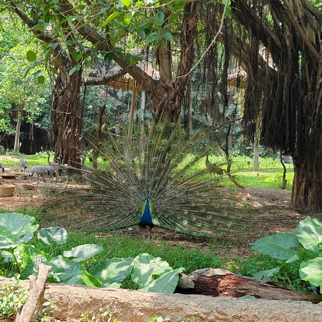 新加坡飛禽公園：近距離觀賞珍稀飛禽，絕佳地方領略鳥類奇觀！