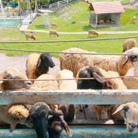 🐑ฟาร์มแกะเข้าฟรีที่นครศรีฯ