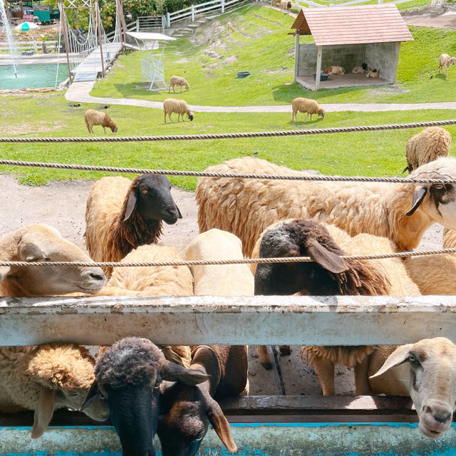 🐑ฟาร์มแกะเข้าฟรีที่นครศรีฯ