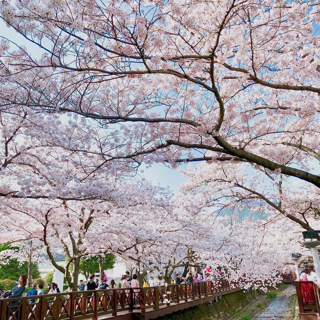 余佐川櫻花道