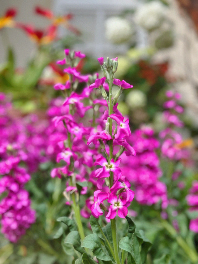 新加坡巨型溫室花園！400,000棵特色植物打卡！