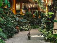 Phi Phi CoCo Beach Resort