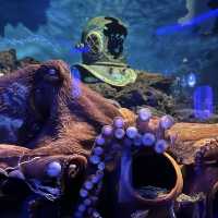 Amazing Experience at COEX Aquarium!