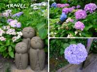 【東京近郊】‼️繡球花5月29日盛開見頃活動開始‼️@鎌倉長谷寺，六月必遊景點！