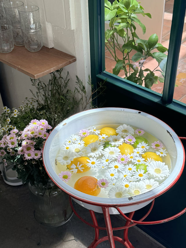 💚초신상 채광맛집 치앙마이 감성 카페 추천🌿