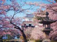 大村櫻花