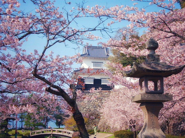 大村櫻花