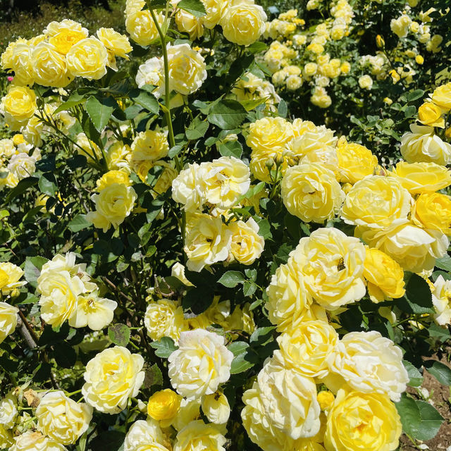 【長野県/高遠　約270種類のバラが咲く丘の上のローズガーデン🌹】