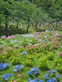 【静岡】期間限定開園‼️ゆりと紫陽花をセット堪能できるスポットを紹介🔍※豪華なフォトコン情報付き