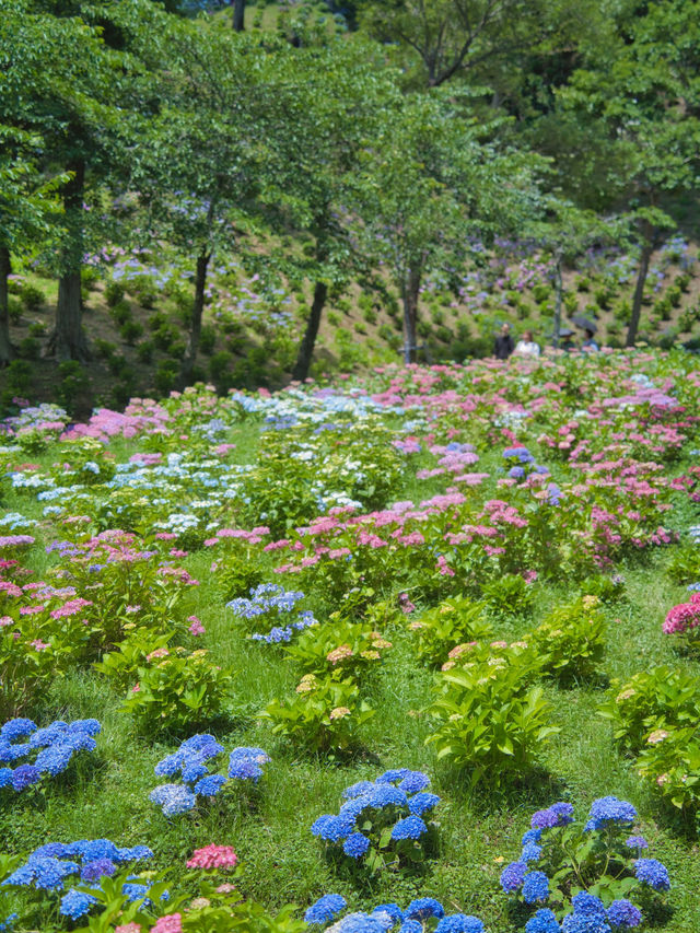 【静岡】期間限定開園‼️ゆりと紫陽花をセット堪能できるスポットを紹介🔍※豪華なフォトコン情報付き