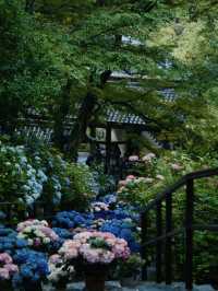 【奈良】期間限定‼️梅雨の時期こそ楽しめる😍紫陽花×階段映え絶景✨