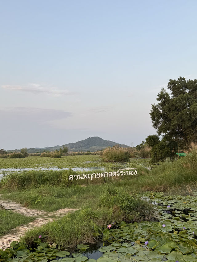 สวนพฤกษศาสตร์ | ระยอง 🚣🏻‍♂️🌳🌿☀️