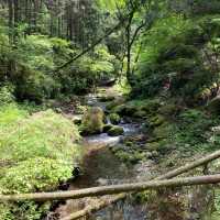 飛鳥山公園：賞花、散步、家庭聚會的理想選擇，寧靜自然樂園
