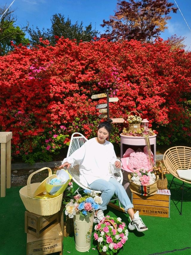 역대급 봄꽃축제 서부해당화가 아름다운 남미륵사🌸