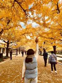 The Best Ginkgo Trees Park🍁Showa Kinen Park Tokyo