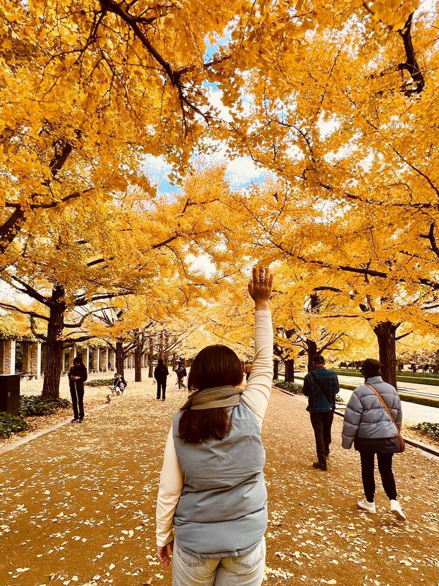 The Best Ginkgo Trees Park🍁Showa Kinen Park Tokyo