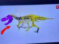 【🇺🇸芝加哥🇺🇸】Field Musuem：暴龍🦖 T Rex 體驗，難忘博物館之旅，適合帶小朋友來震撼教育一下‼️
